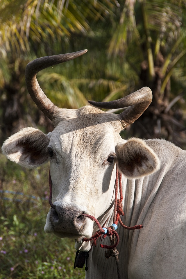 Pets animals nature