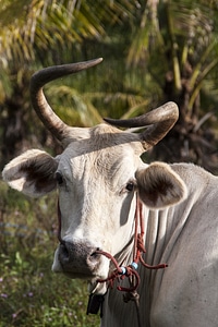 Pets animals nature