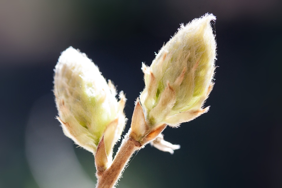 Glycinen ticular inflorescence