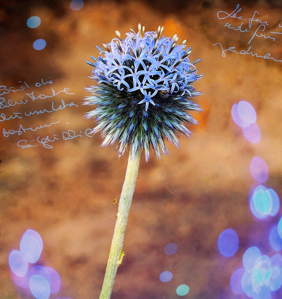Bloom plant elegant