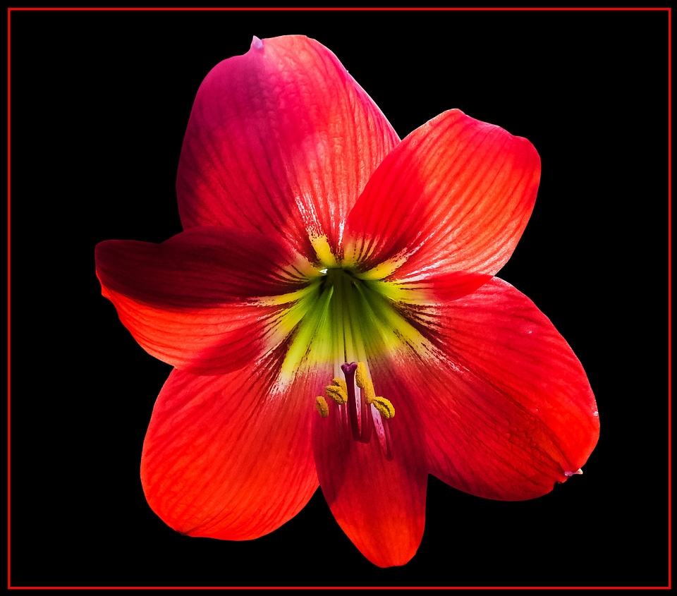 Bloom flower red