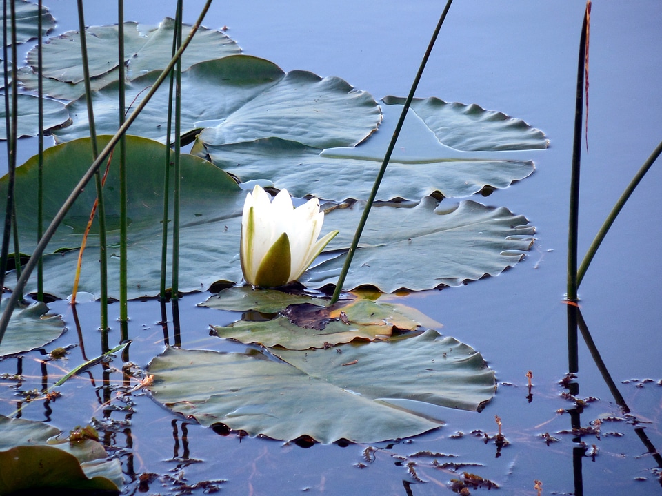 Nuphar flower aquatic plant