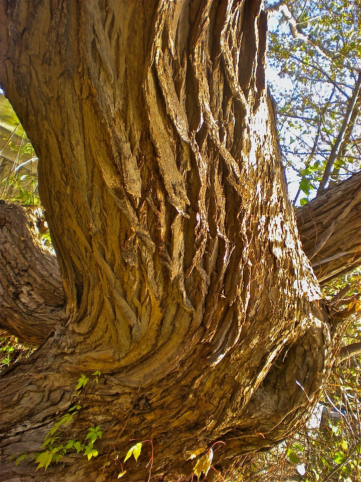 Tribe forest brown