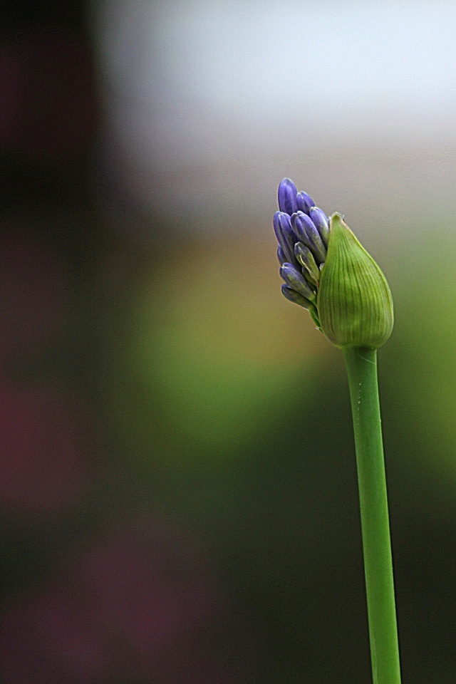 Plant natural blossom