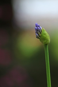 Plant natural blossom