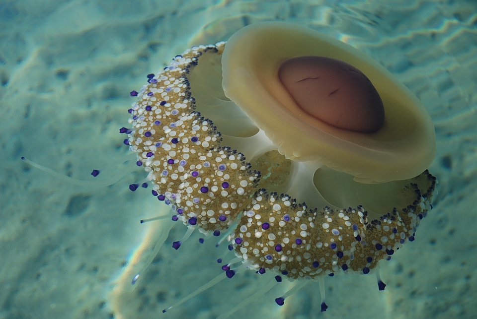 Species aquatic fauna