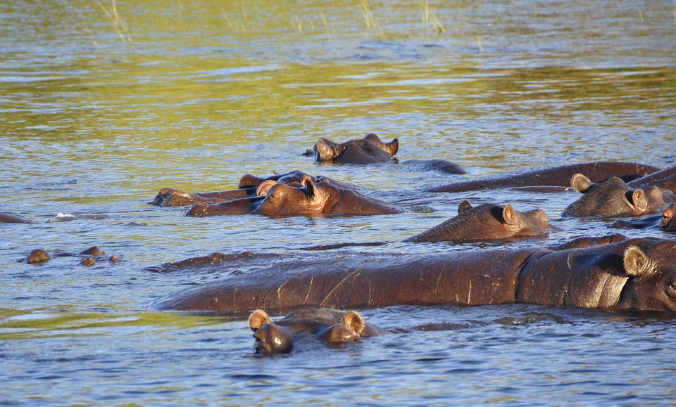 Water chobe botswana