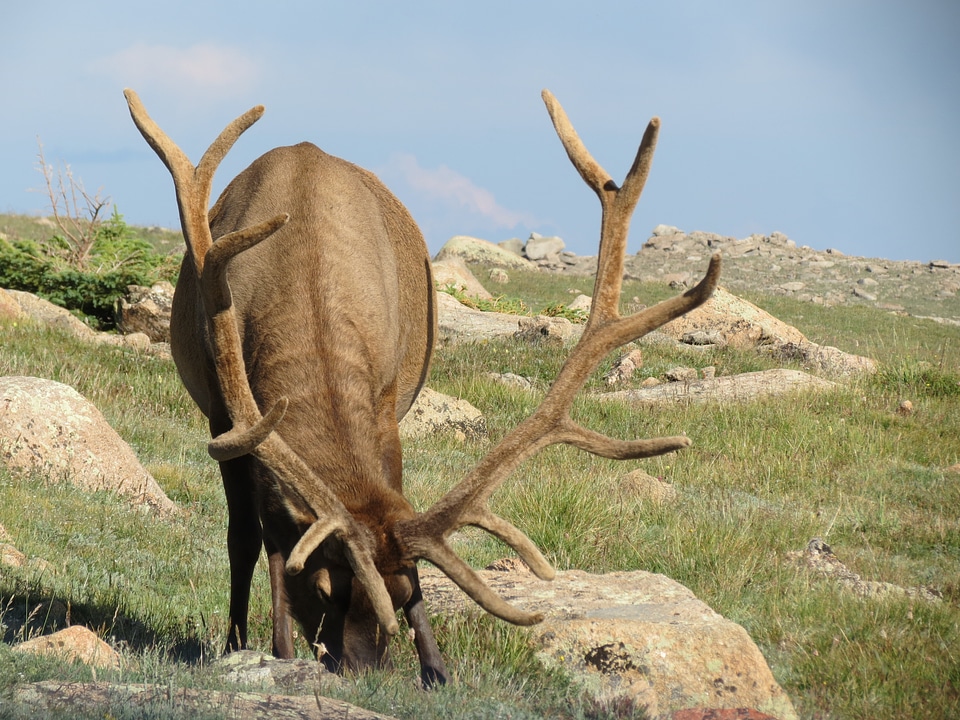 Animal wildlife wild