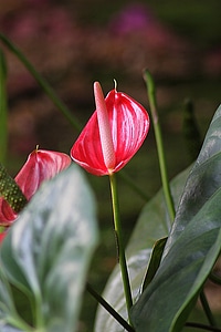Plant natural blossom