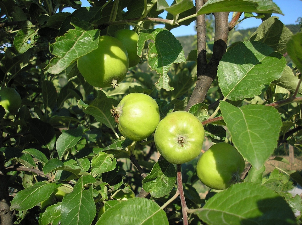 Green healthy organic