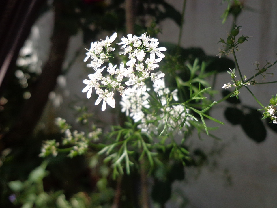 Natural blossom bloom