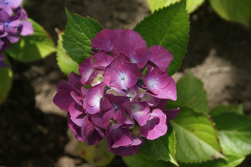 Hortensia garden flower