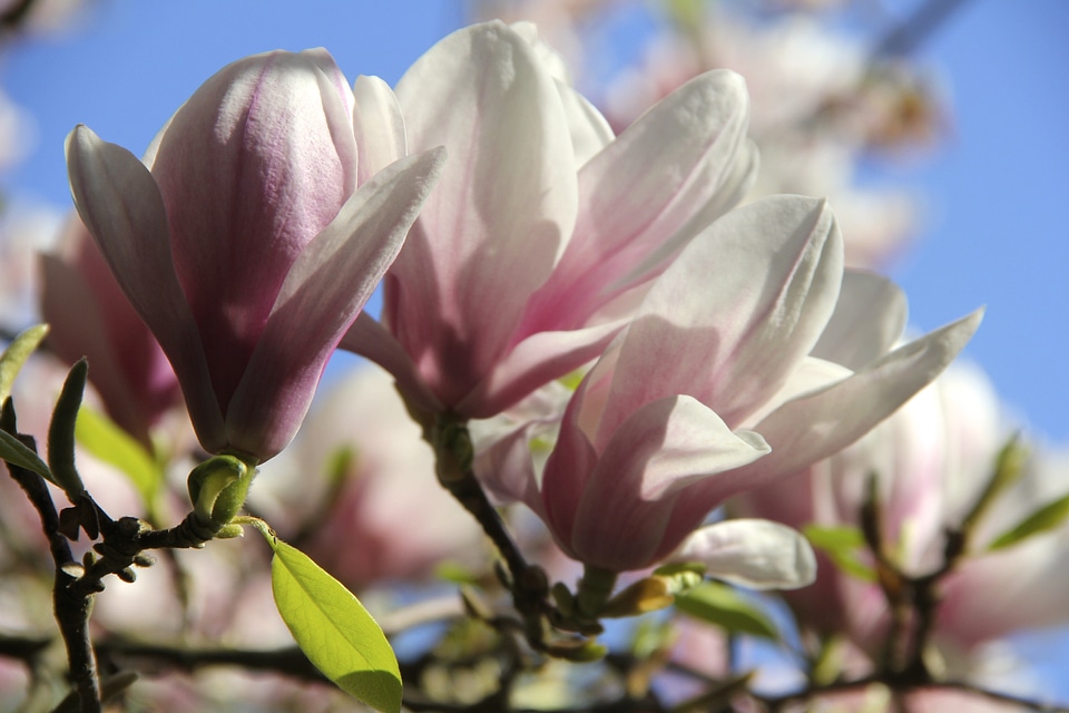 Spring nature plant