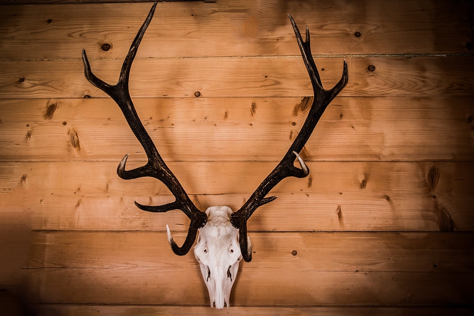 Trophy antlers poland