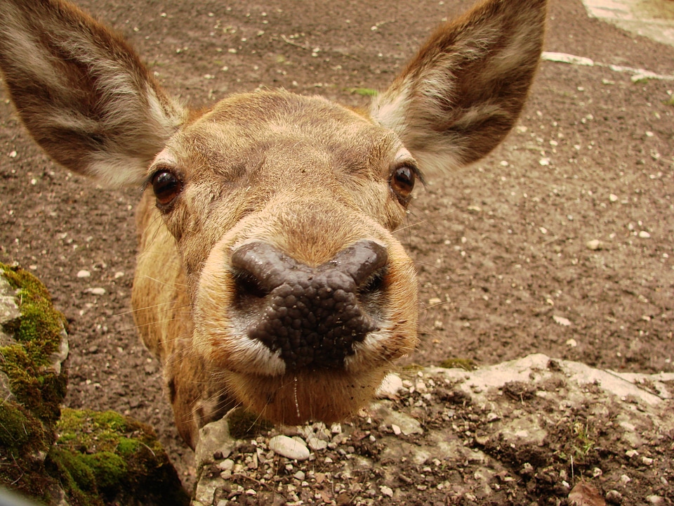 Close up nose snout