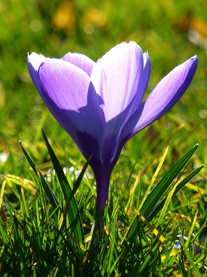 Flower spring purple