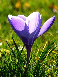 Flower spring purple photo