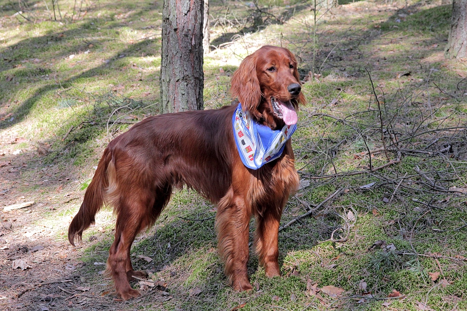 Dog animal setter