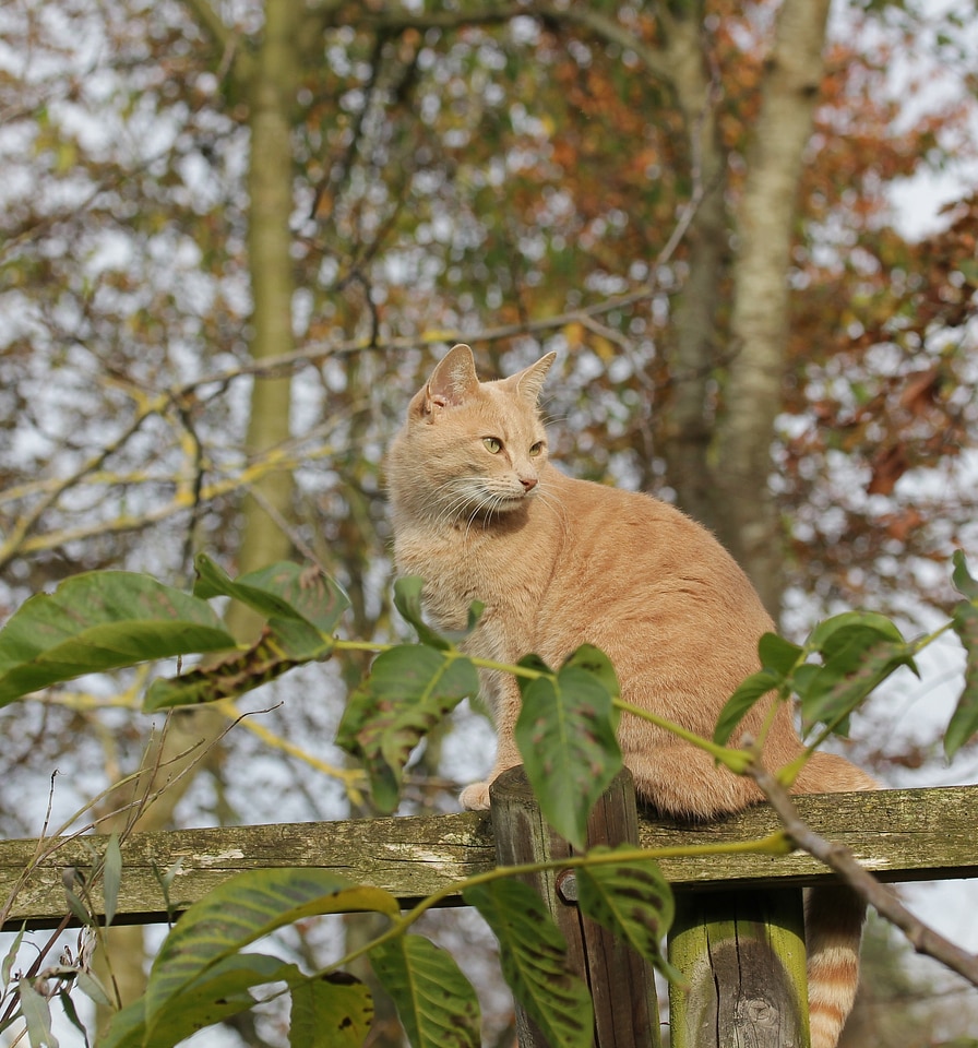 Pet animal world animal