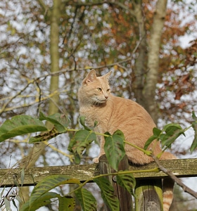 Pet animal world animal