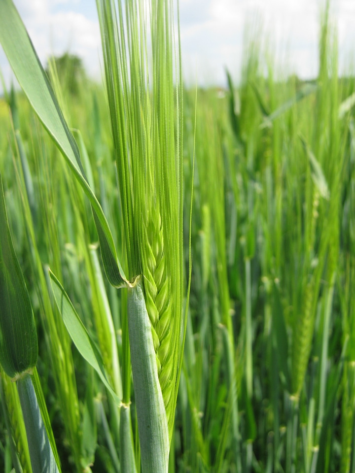 Agriculture wheat field arable