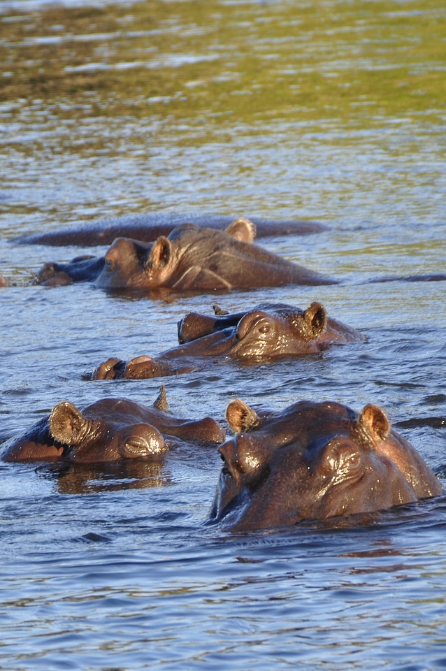 Water chobe botswana