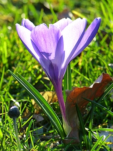 Flower spring purple