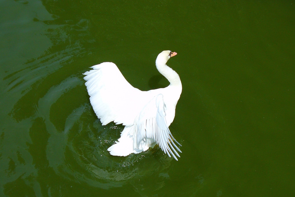 Park wildlife wild