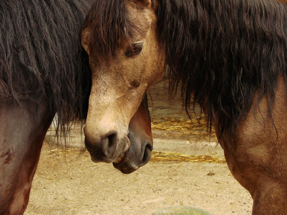 Animal animals wildlife
