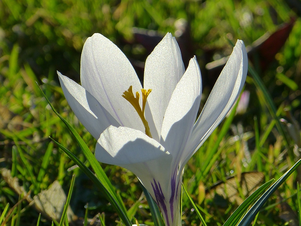 Flower spring white