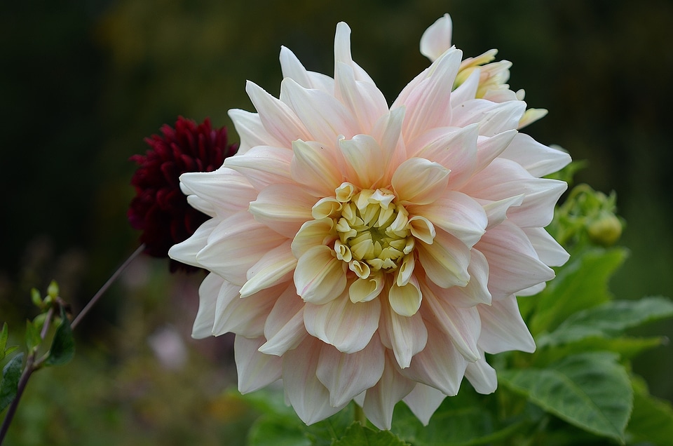 Nature garden macro