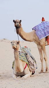 More camel landscape