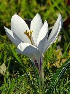 Flower spring white