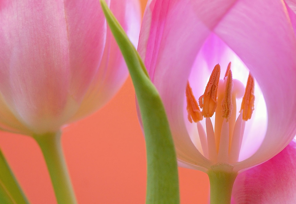 Bloom plant nature