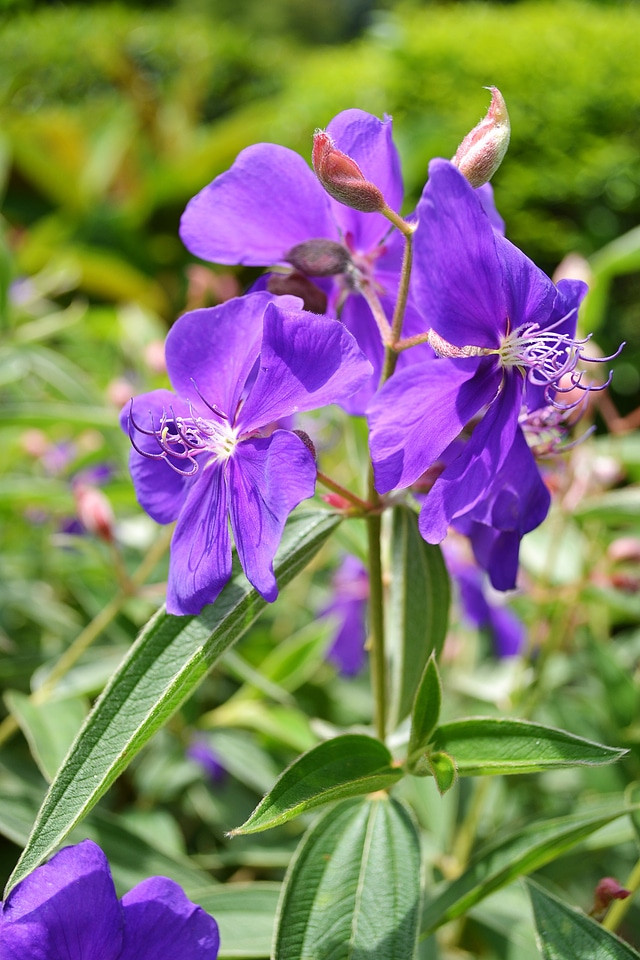 Colorful petals plant