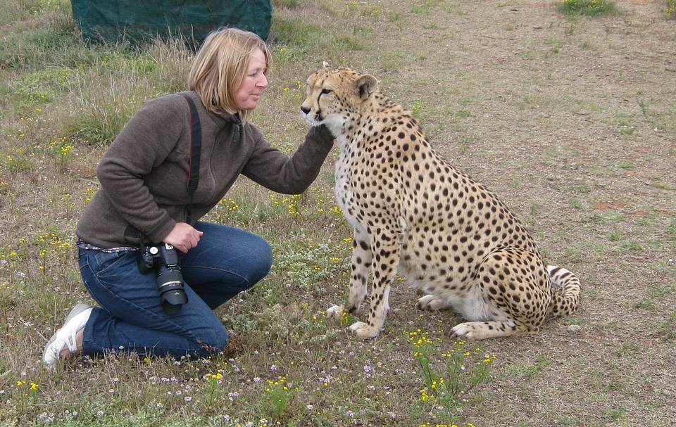 Animal world wild animal big cat