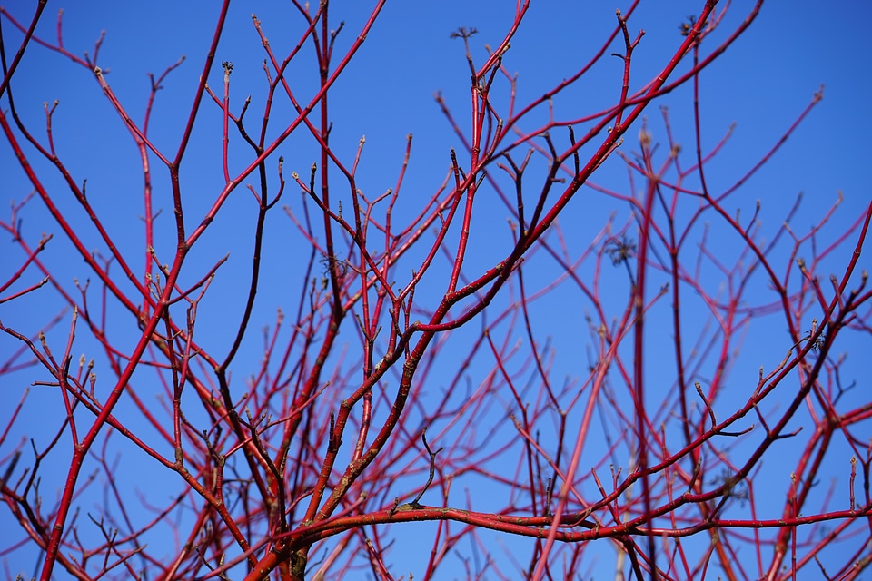 Bark red cornus alba