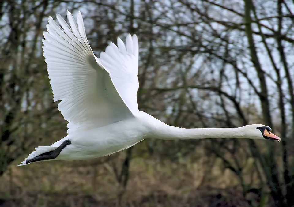 Mute swan cygnus olor duck bird