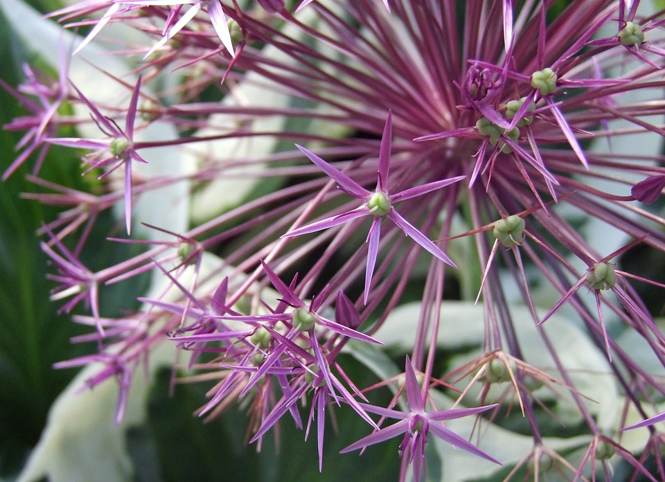 Plant flower spring