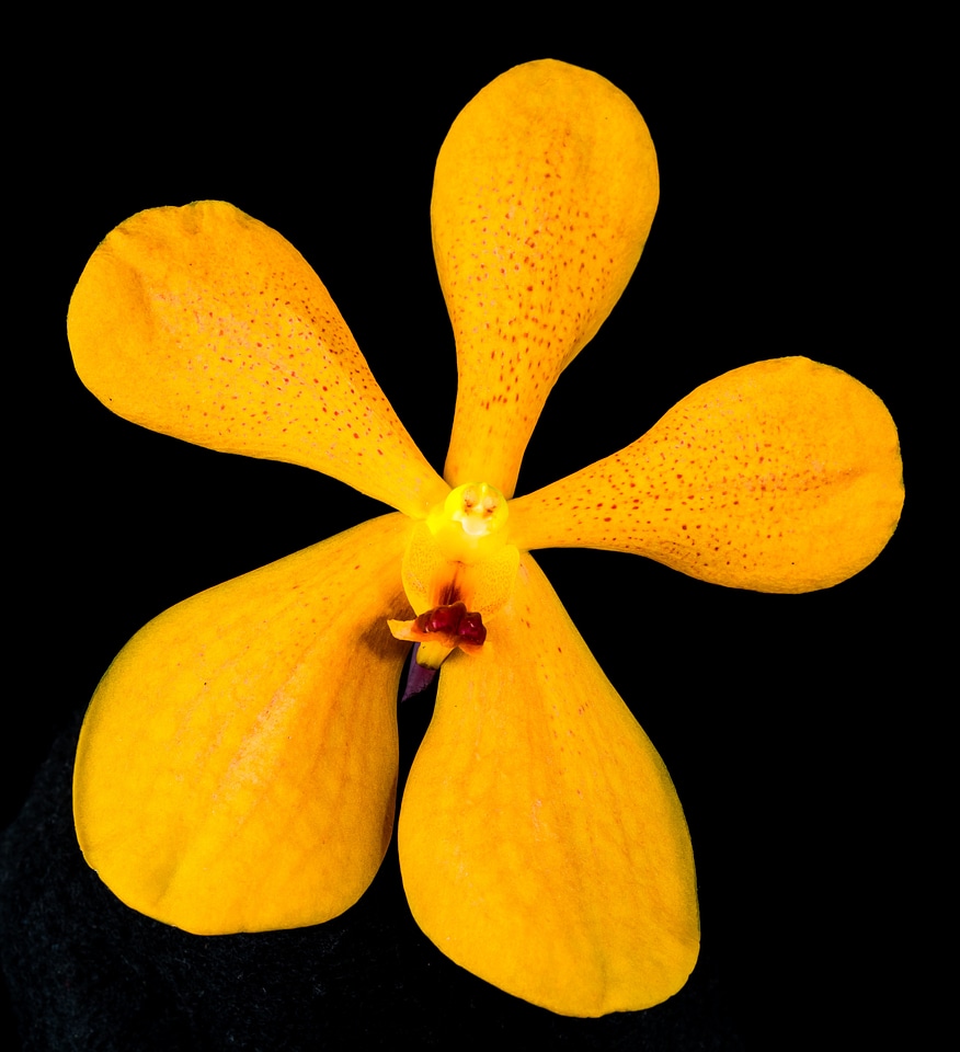 Blossom bloom orange