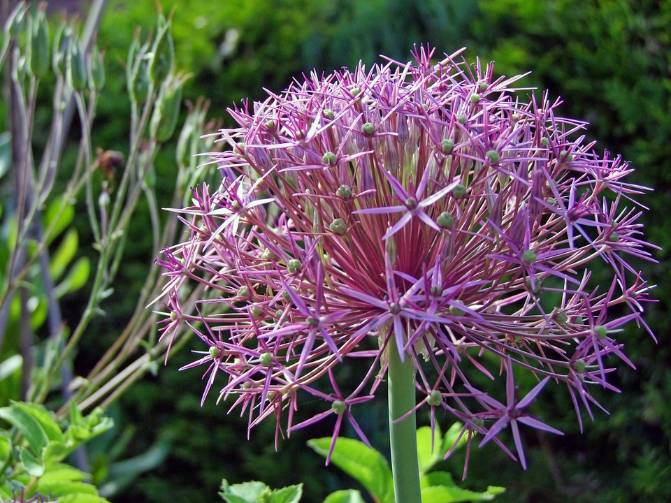 Flower ball plant flower