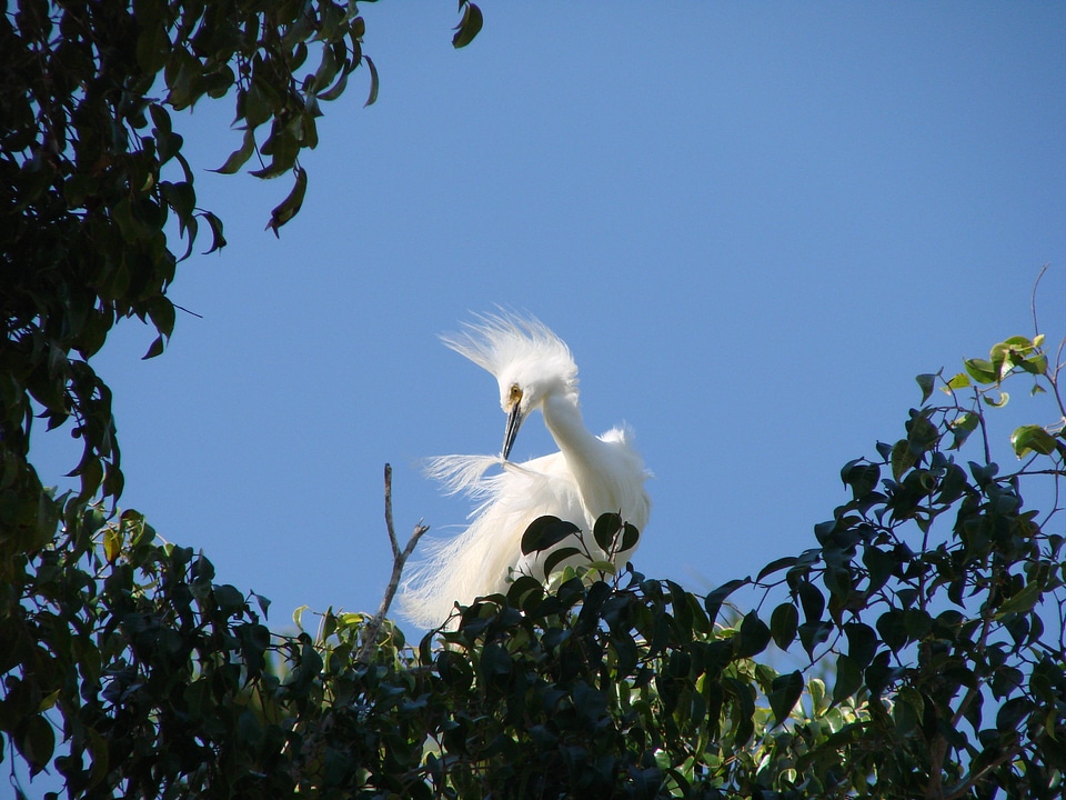 Tree south exotic bird