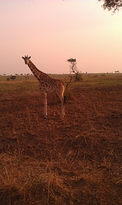 Savanna wild nature