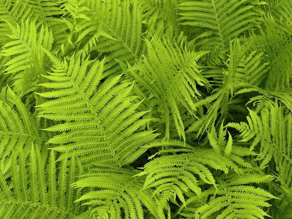 Fern leaves fern plants texture