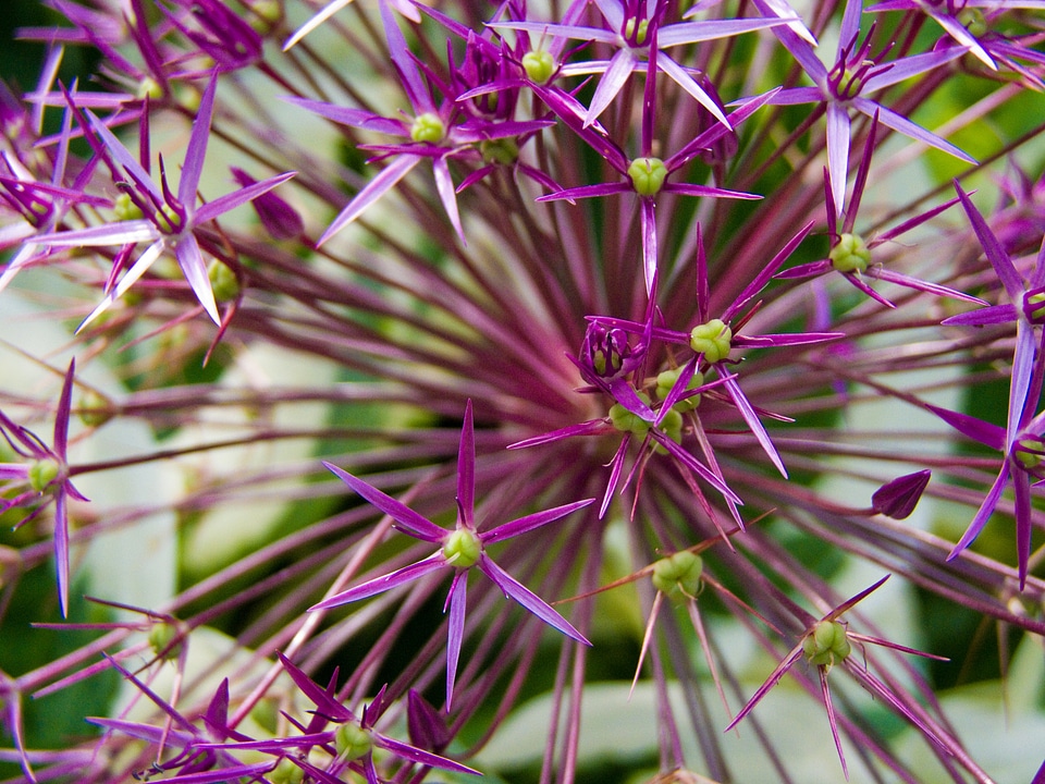 Plant flower spring