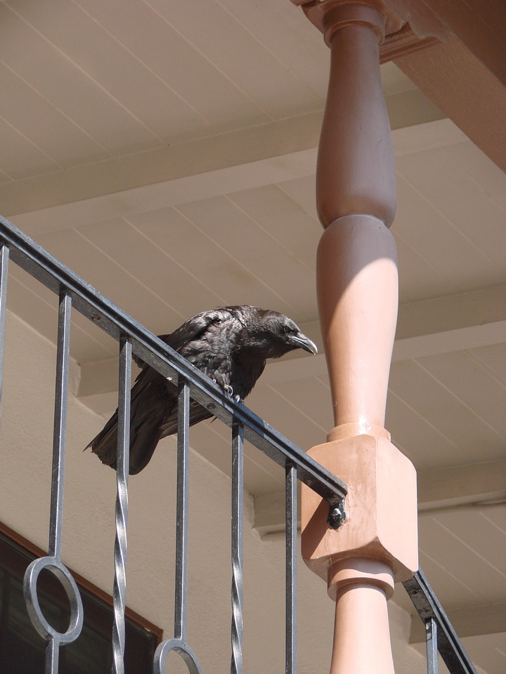 Raven bird crow