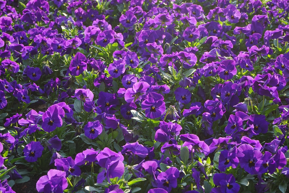 Viola wittrockiana violet purple