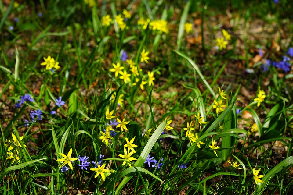 Bloom flower yellow