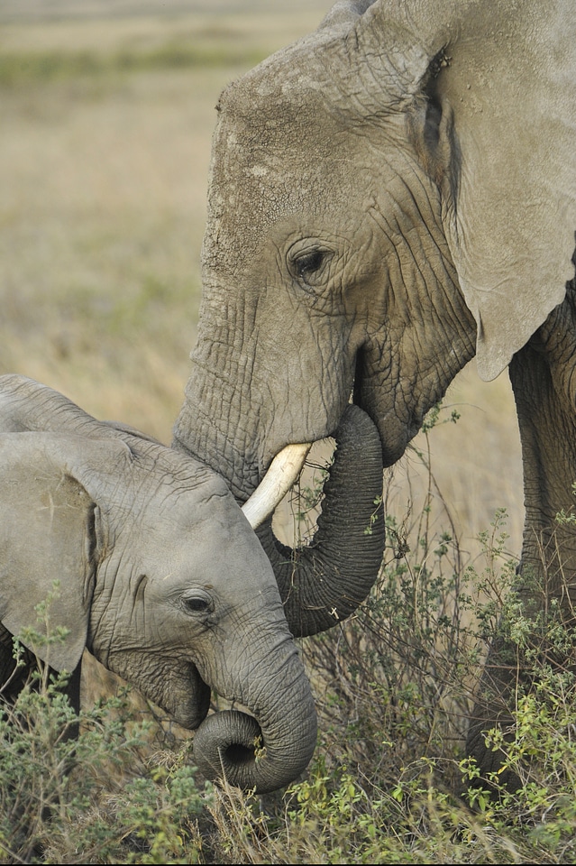 Graze young wildlife