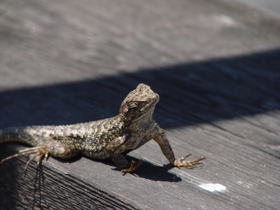 Animals lizards animal